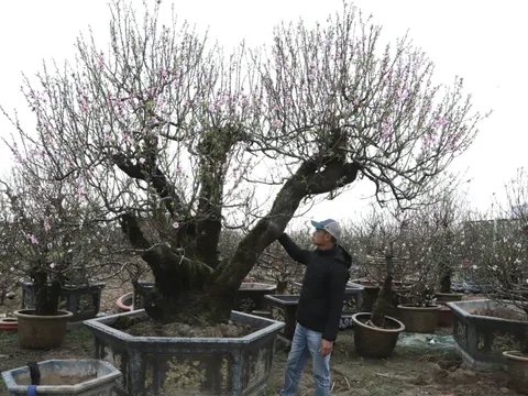 Tết Hải Phòng nhìn từ những nhà vườn: Đào cảnh "lên ngôi", quất cảnh ngóng đợi sức mua