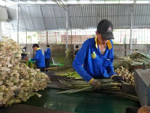 "Đổi đời" cho lá khóm: Từ phụ phẩm nông nghiệp đến cuộc cách mạng nguyên liệu xanh