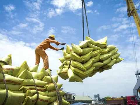 Xuất khẩu gạo trong bối cảnh biến động: Nghịch lý giữa khối lượng và giá trị