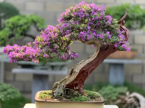 Linh Sam - Vườn hạnh phúc