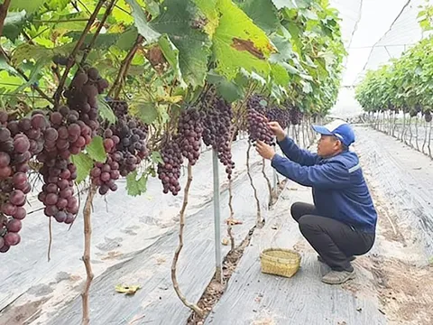 Nông nghiệp đô thị xanh: Động lực nâng cao năng suất và giá trị sản xuất