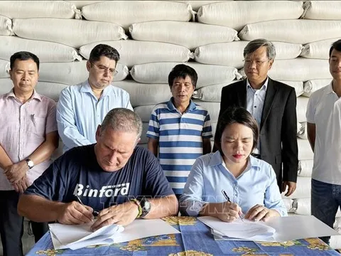 Sang Cuba trồng lúa, đẩy năng suất lên tới 9 tấn/ha, một doanh nghiệp Việt Nam vừa bàn giao 1.200 tấn gạo cho Cuba
