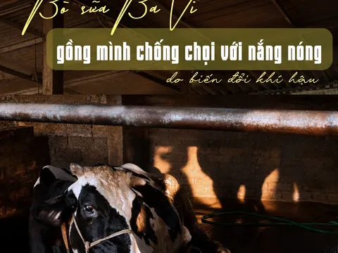 Bò sữa Ba Vì gồng mình chống chọi với nắng nóng do biến đổi thời tiết