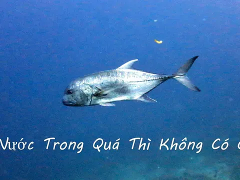 Nước trong quá không có cá, người xét nét quá không có bạn