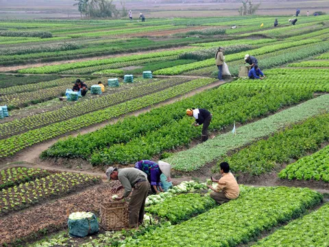 Chuyển đổi xanh, chuyển đổi số và nông nghiệp sinh thái, tuần hoàn ở Đồng bằng sông Hồng: Giải bài toán mâu thuẫn với thu nhập nông dân