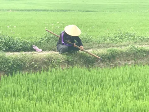 Vui Tết vẫn nhớ ruộng đồng