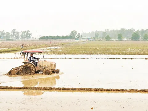 Tích cực xuống đồng gieo cấy vụ xuân