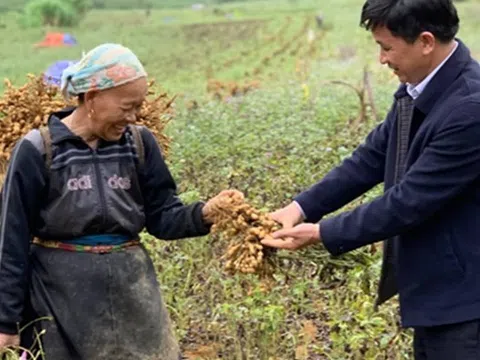 Mô hình liên kết sản xuất lạc giống tại Cao Bằng