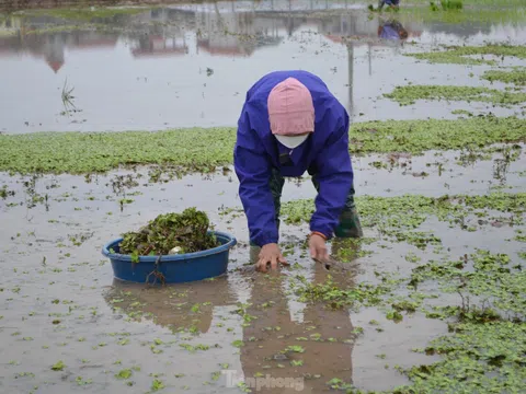 Nghề cây thuê lên ngôi ở ngoại thành Hà Nội