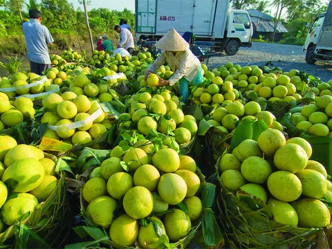 Phát triển nông nghiệp, nông dân, nông thôn đến năm 2030, tầm nhìn đến năm 2045 - qua thực tiễn ở vùng Đông Nam bộ (phần 2)