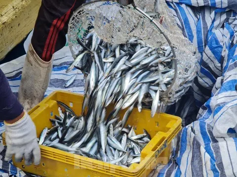 Ngư dân Quảng Ngãi trúng đậm 'lộc biển' đầu năm