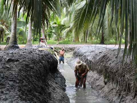 Mô hình liên kết sản xuất, chế biến, tiêu thụ dừa hữu cơ tại tỉnh Bến Tre