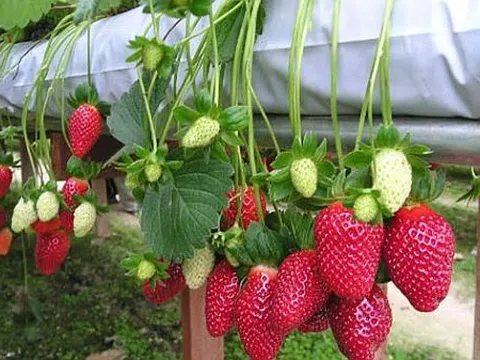 Ứng dụng công nghệ cao trong sản xuất dâu tây đảm bảo an toàn thực phẩm