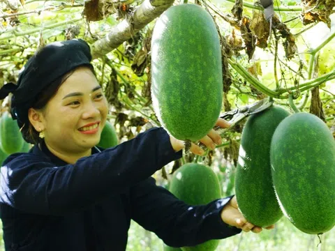 Mô hình liên kết sản xuất và chế biến bí thơm tại HTX Nhung Lũy, tỉnh Bắc Kạn