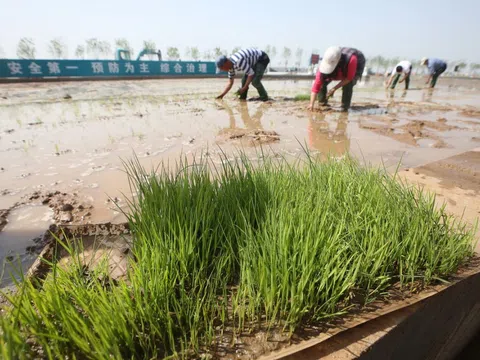 Quốc gia 1,4 tỷ dân phát triển 'lúa nước mặn' đảm bảo an ninh lương thực