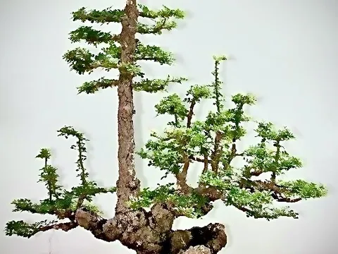 Vịnh tác phẩm Cần Thăng