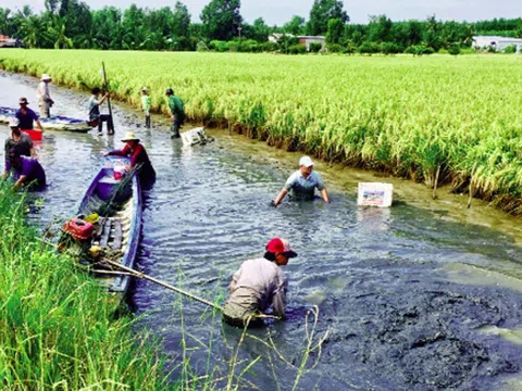 Hậu Giang: Sơ kết  thực hiện dự án khu vực “Các Trung tâm đổi mới sáng tạo xanh”