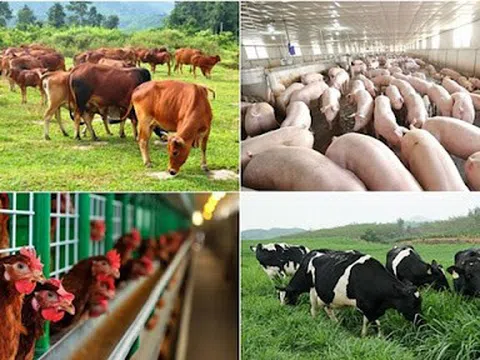 Các cơ sở chăn nuôi sử dụng chất cấm vỗ béo gia súc sẽ bị xử lý ra sao?