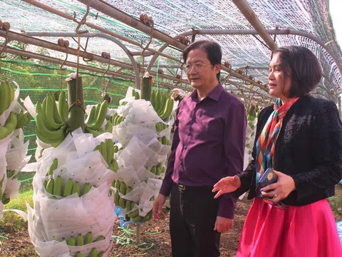 Khai Xuân rộn ràng với 10 container chuối xuất khẩu sang Trung Quốc