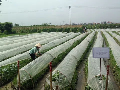 Hà Nội: HTX nông nghiệp hữu cơ Tiên Dương mô hình góp phần nâng cao chất lượng sản phẩm và giải pháp bảo vệ môi trường