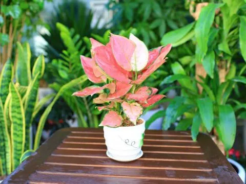 Trang trí nhà cửa với một số loại cây được trồng trong nước.