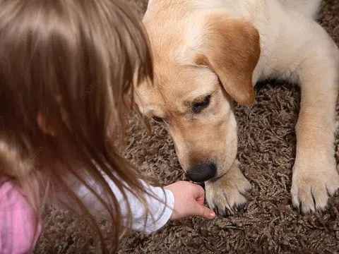 Lợi ích bất ngờ từ phương pháp chó trị liệu