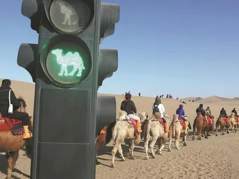 Lắp đèn giao thông cho lạc đà giữa sa mạc Trung Quốc