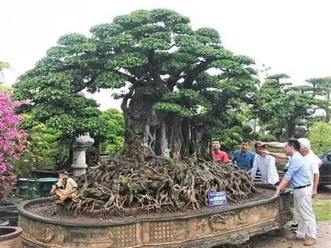 Phát triển hoa, cây cảnh tạo động lực cho xây dựng nông thôn mới