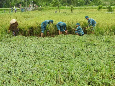 Ngân hàng và doanh nghiệp đồng hành cùng nông dân khắc phục thiệt hại sau bão số 3