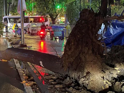 Tp.HCM ứng phó ra sao với nguy cơ cây xanh ngã đổ trong mùa mưa bão?