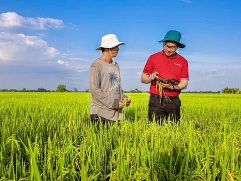 Ngân hàng Nhà Nước triển khai chương trình vay vốn cho sản xuất lúa chất lượng cao tại ĐBSCL