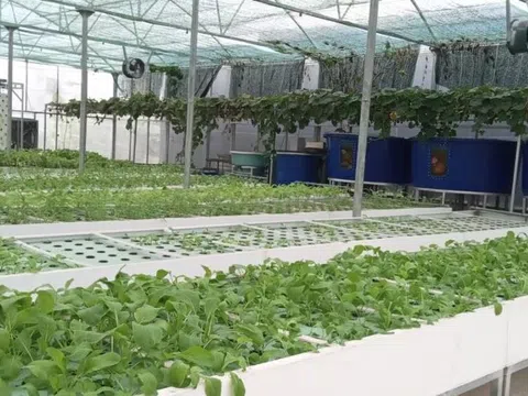 Aquaponics: Giải pháp xanh cho nông nghiệp bền vững ở nông thôn