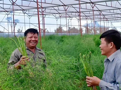 Lâm Đồng: Chuyển đổi trồng măng tây trên đất cà phê