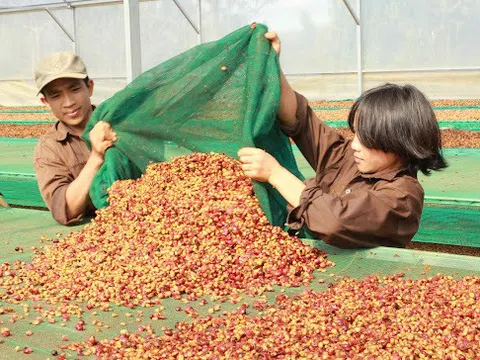 Nông dân Ðắk Nông trải lòng về nghề trồng cà phê