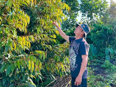Lâm Đồng: Định hướng phát triển bền vững cây trồng xen