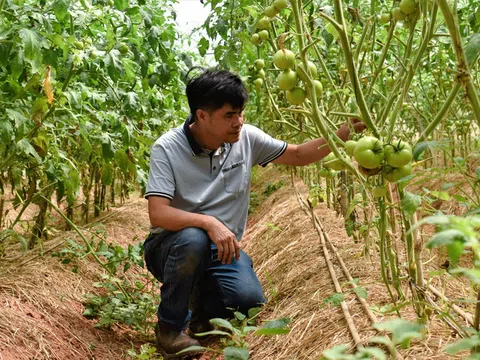Lâm Đồng: Lộ trình phát triển nông nghiệp xanh