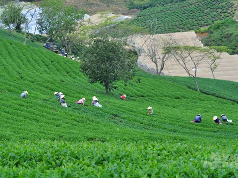 Nâng cao giá trị thương hiệu chè Lâm Đồng