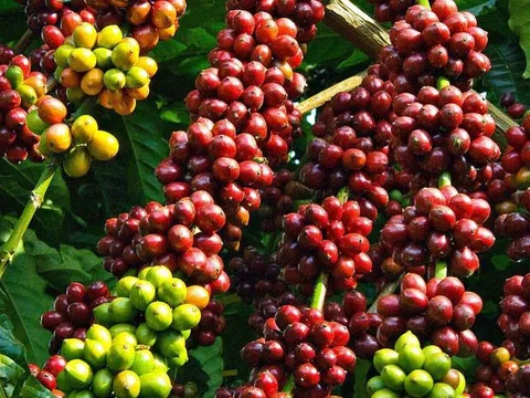 Lâm Đồng: Tập trung xây dựng các mô hình bền vững đối với cây cà phê