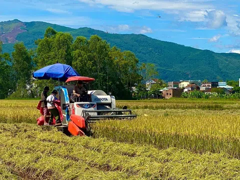 Bình Định: Ngành nông nghiệp giữ ví trí quan trọng trong phát triển kinh tế