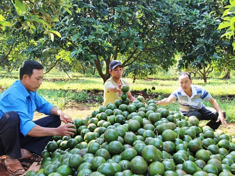 Tiềm năng xuất khẩu nông sản Tây Nguyên sang Trung Quốc