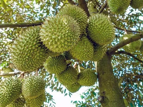 Lâm Đồng: Tình hình kinh tế duy trì ổn định trong tháng đầu năm 2024
