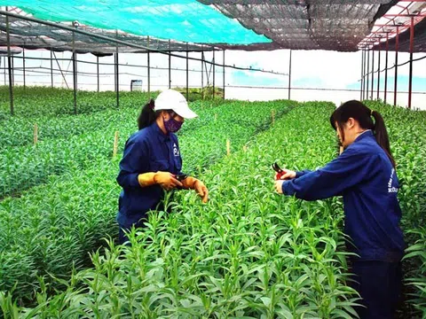Đắk Nông: Phát triển nông nghiệp ứng dụng công nghệ cao bền vững, theo chuỗi giá trị