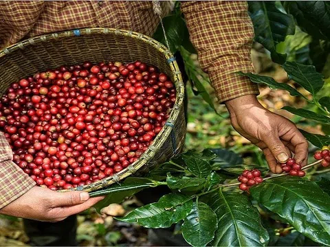 Xuất khẩu cà phê tăng về cả lượng và giá trị trong 2 tháng đầu năm