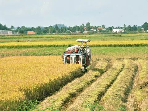 Phát triển sản xuất thương hiệu Lúa, gạo Cát Tiên