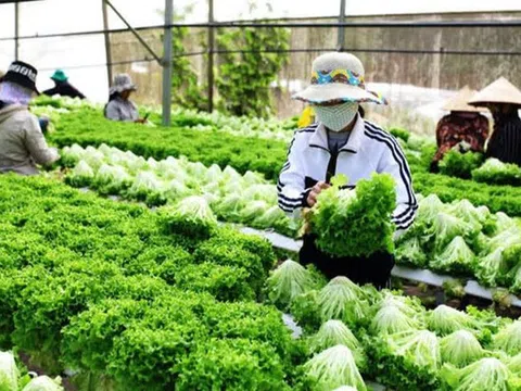 Lâm Đồng: Triển khai Dự án Cải thiện cơ sở hạ tầng nhằm phát triển nông nghiệp