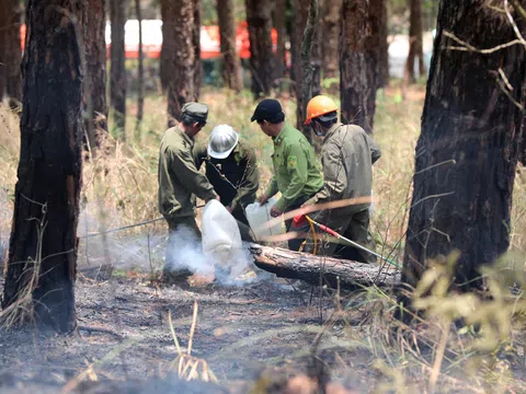 Lâm Đồng tăng cường triển khai các biện pháp cấp bách phòng cháy, chữa cháy rừng
