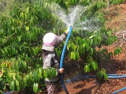 Nông dân Đắk Nông tập trung các biện pháp khôi phục vườn cây, bảo đảm năng suất