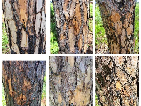 Lâm Đồng: Rừng thông ba lá bị khoan lỗ đổ hóa chất đầu độc
