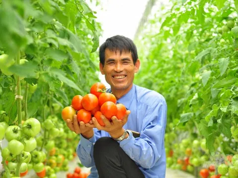 Lâm Đồng: Diện tích sản xuất nông nghiệp ứng dụng công nghệ cao tăng 3,74%