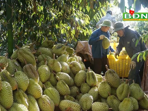Đắk Nông: Nông dân trồng sầu riêng phấn khởi với vụ mùa bội thu, giá bán cao